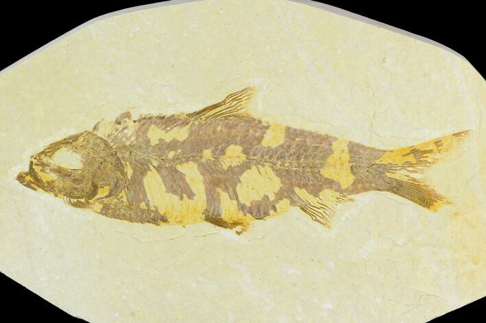 Fossil Fish (Knightia) - Green River Formation #126503